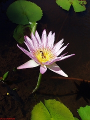 P2180262 