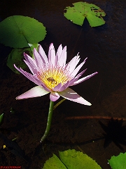 P2180263