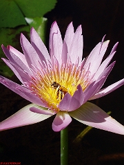 P2180264