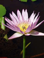 P2180265